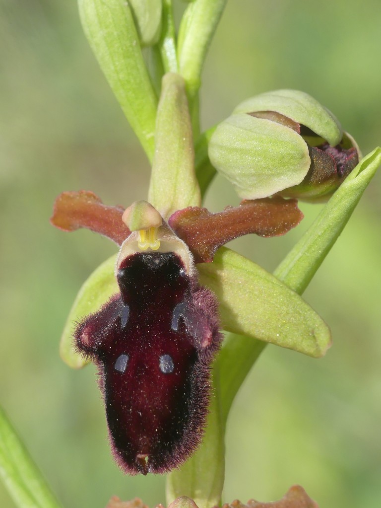 Ophrys promontorii e forme variabili  Lazio e Abruzzo aprile e maggio 2018